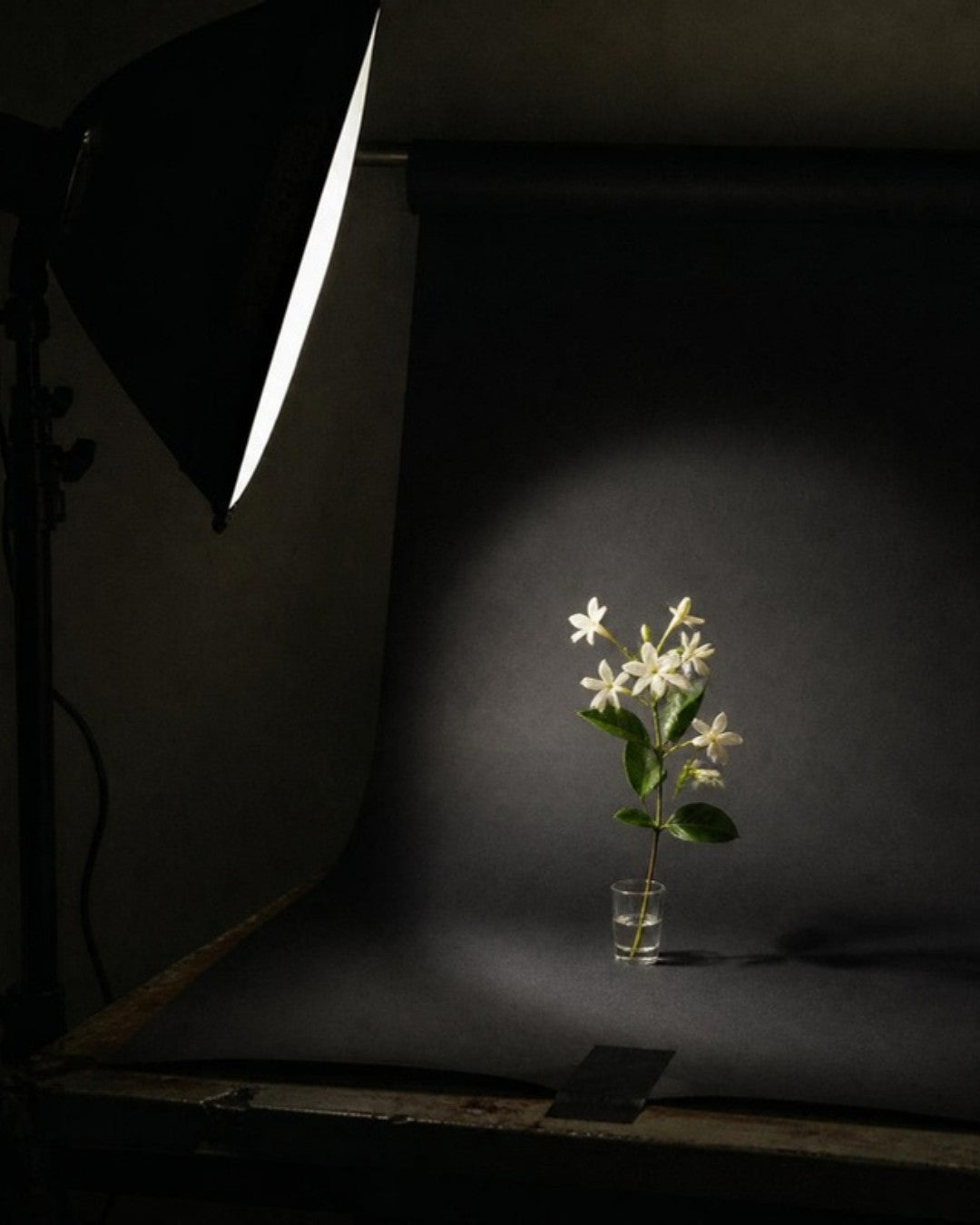 Jasmine, studio photograph