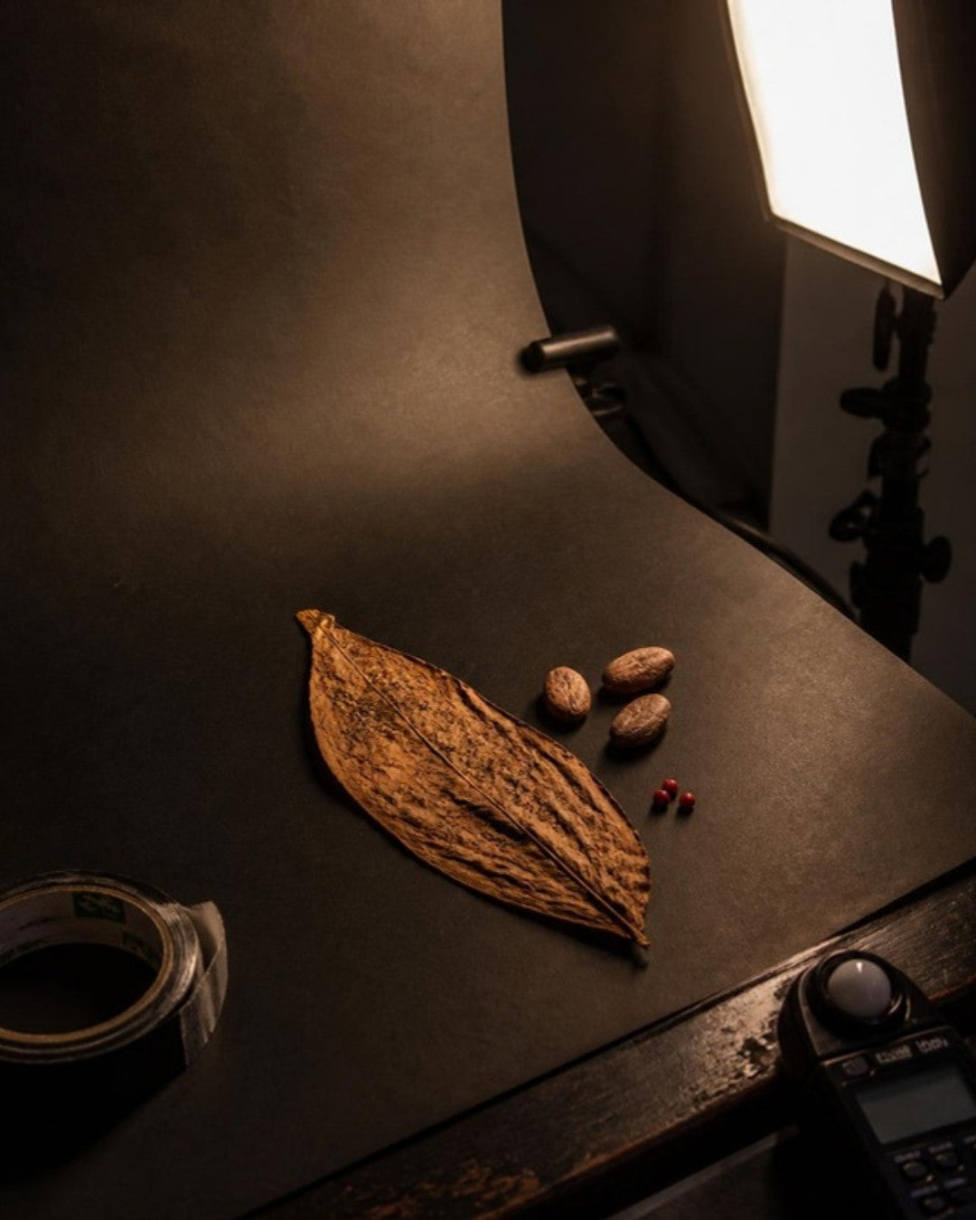 Tobacco leaf, studio photograph