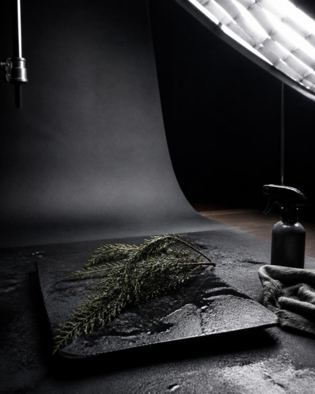 Cypress, studio photograph