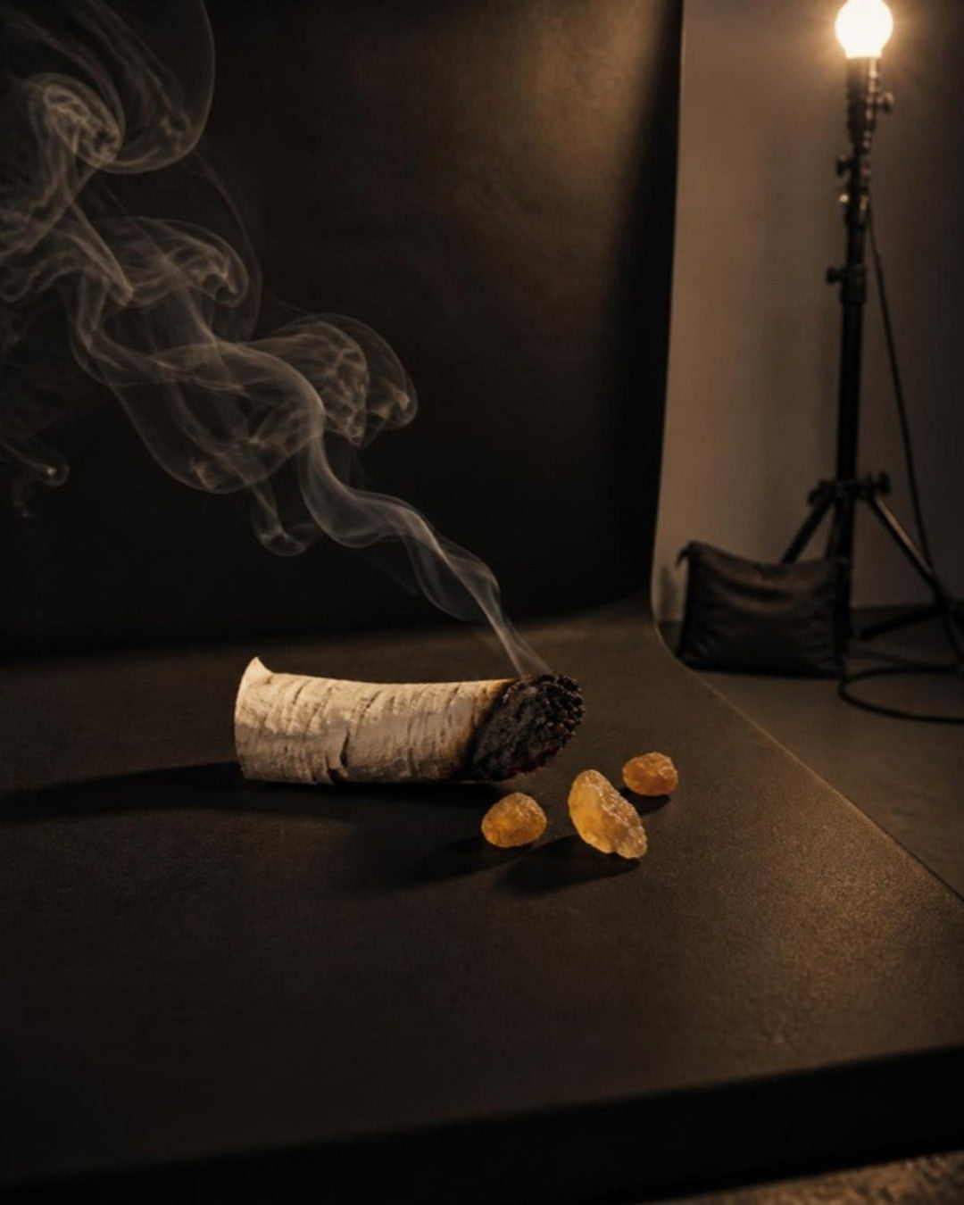 Birch, studio photograph