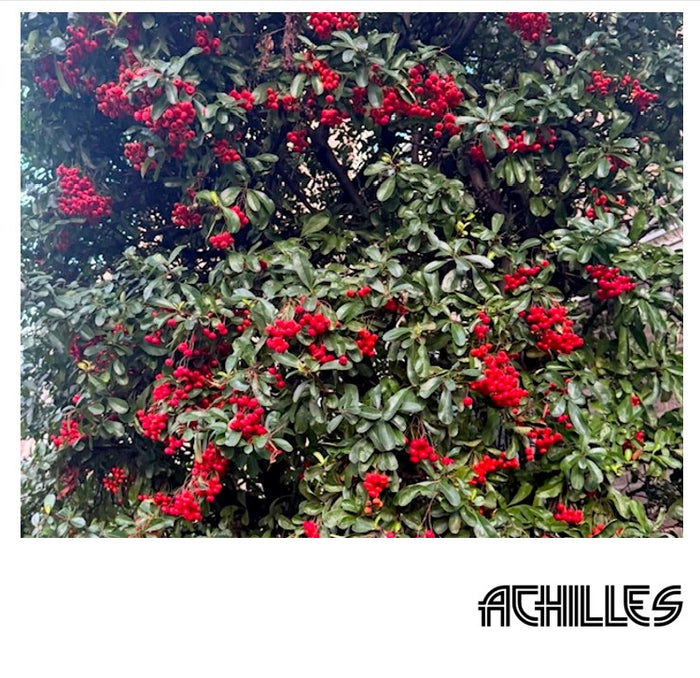 TANTALUS eau de parfum by Achilles, mood image