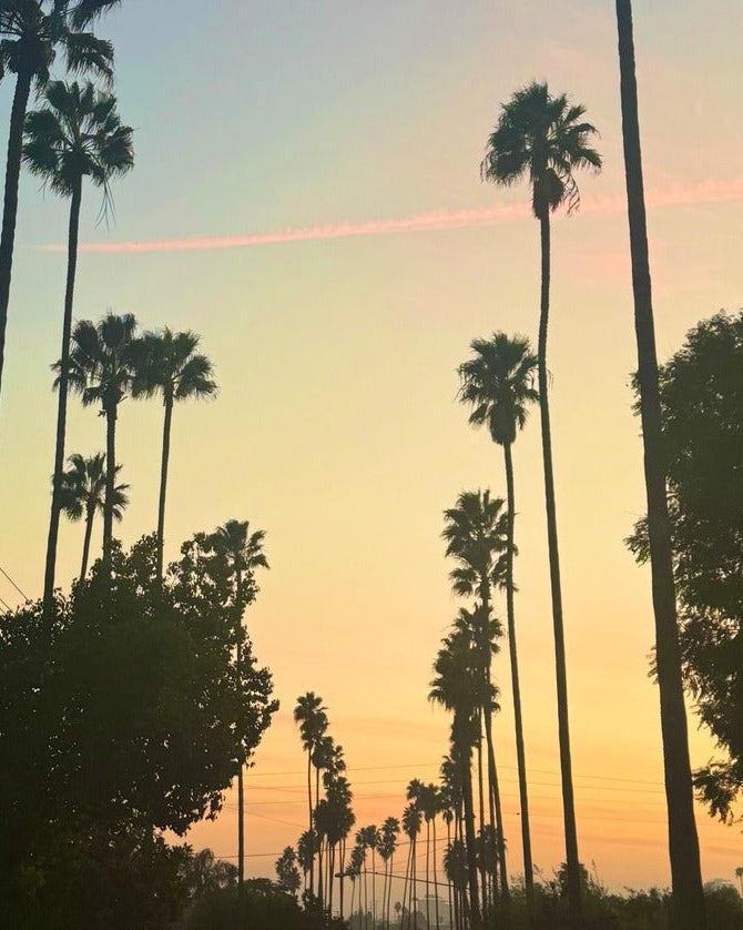 IRIS by Achilles, Polaroid: palms against a pink dusk sky in LA